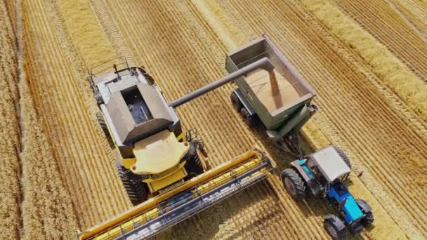 Машина Комбайна Працює Пшеничному Полі Сонячний День Команда Сільськогосподарської Роботи — стокове відео