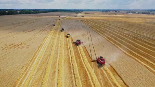 小麦の収穫について 小麦畑を通るハーベスターとトラクター駆動の組み合わせ エアリアルビュー — ストック動画