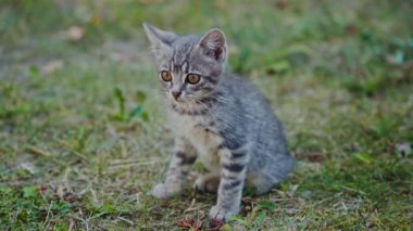 Çimlerin üzerinde oturan korkmuş kedi yavrusu. Küçük gri kedi yerde oturuyor ve dışarıdaki bir şeye bakıyor..