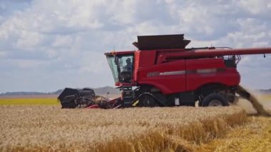 Altın tarlada kırmızı biçerdöver. Tarım arazilerinde olgunlaşmış buğday toplama işlemi. Yazın mevsimlik işler.