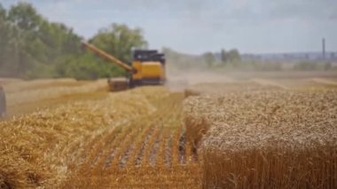 Tarlada buğday topluyorum. Traktör, yaz günü tahıl toplamak için hasat makinesine gidiyor. Yazın tarım işleri.