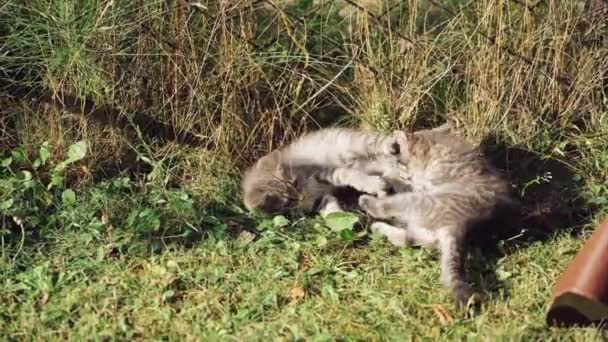 Dos Gatitos Divertidos Jugando Hierba Pequeños Gatitos Grises Descansando Alegremente — Vídeo de stock