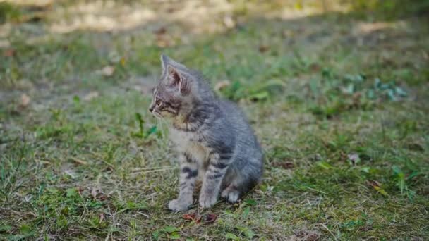 Büyük Gözlü Sevimli Gri Kedi Yavrusu Yazın Yeşil Çimlerin Üzerinde — Stok video