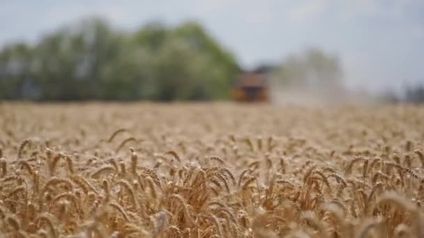 Спелые Шипы Фоне Размытого Поля Золотое Поле Пшеницы Сельской Местности — стоковое видео