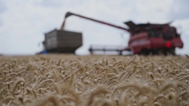Pole Zralou Pšenicí Během Sezónních Prací Rozmazané Pozadí Kombajnu Vylévá — Stock video