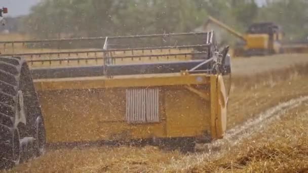 Altın Tarlada Tarım Makinesi Mevsimlik Işler Sırasında Buğday Dikenlerinin Yoğun — Stok video
