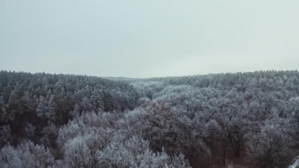 Blick Auf Einen Schönen Wald Winter Fliegen Über Die Baumkronen — Stockvideo