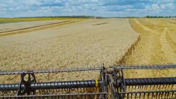 Вид Комбінованого Збору Стиглої Пшениці Сталеві Деталі Комбайна Збирають Зерна — стокове відео