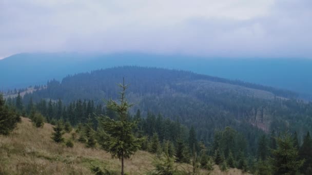 Hermosa Vista Las Montañas Amanecer Bosque Abeto Cima Las Montañas — Vídeos de Stock