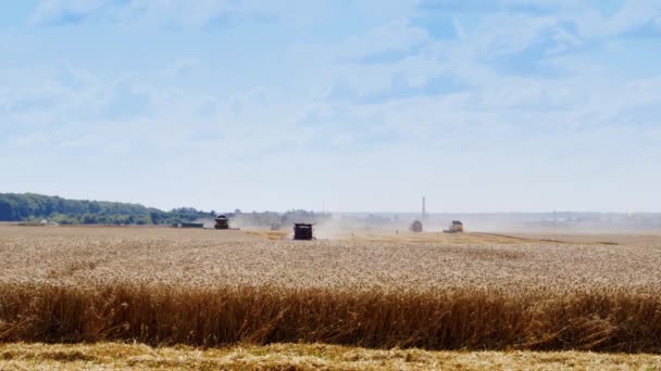 수확은 작업을 결합합니다 전면에 곡물이있는 노란색 분야에서 일하는 측면에서 비디오 — 비디오