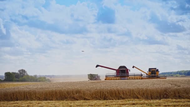 Récolte Grains Rouges Combine Travail Dans Une Journée Ensoleillée Champ — Video