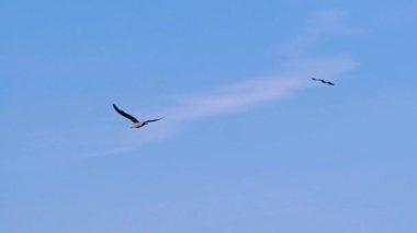 Gökyüzünde uçan güzel martı. Martı kuşu mavi gökyüzü arka planında açık kanatları ile okyanusun üzerinde uçar..
