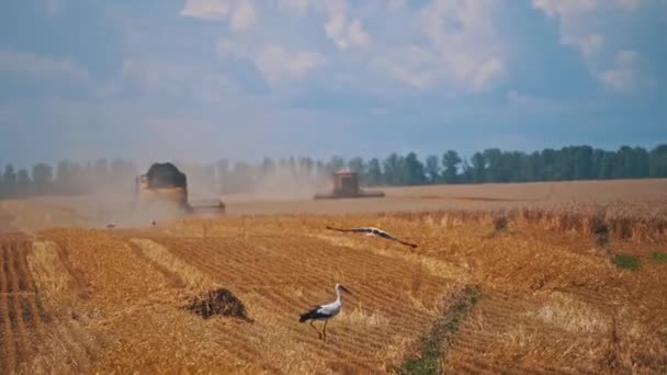 Stork Går Ett Gult Fält Svartvita Fåglar Som Söker Föda — Stockvideo