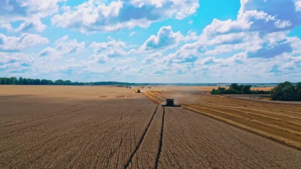 収穫する農地 青空の下の畑に熟した小麦を集める農業機械 季節労働者について — ストック動画