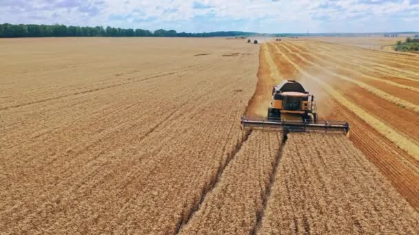 小麦畑のハーベスター 農業に関する産業映像 青空の下の黄色いフィールドにハーベスターを組み合わせます 夏に作物を収穫する — ストック動画
