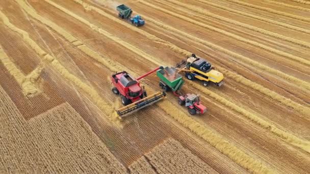 Landbouwmachines Het Gouden Veld Combineer Oogstmachines Die Graan Trekkers Laden — Stockvideo