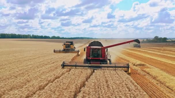 Вид Спереди Комбайнов Работающих Поле Сельскохозяйственная Техника Собирает Спелую Пшеницу — стоковое видео