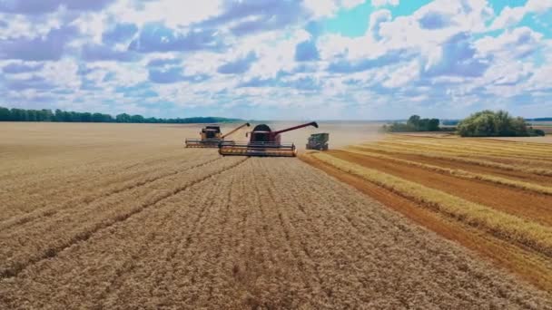 ハーベスターは明るい日に小麦を集める 美しい自然の風景 2つの組み合わせとトラクターが畑で穀物を収穫する 食品業界のコンセプト — ストック動画