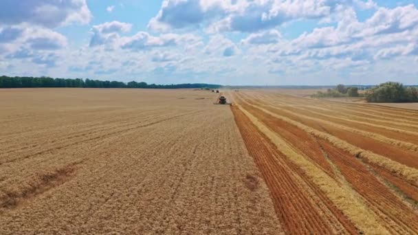 収穫シーズンの青空の下のゴールデンフィールド 小麦畑のハーベスター切断刃を組み合わせる 収穫する作物 — ストック動画