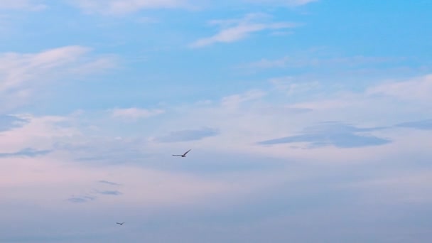 シーガルは青空を飛んでいる 美しい鳥は広がった翼で空を飛ぶ — ストック動画