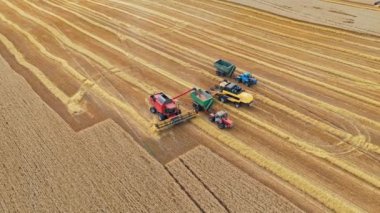 Buğday hasat eden tarım makineleri. Karavana tahıl döken hasat makineleri. Mevsimlik işlerdeki altın tarladan manzarayı seyret. Hava görünümü.