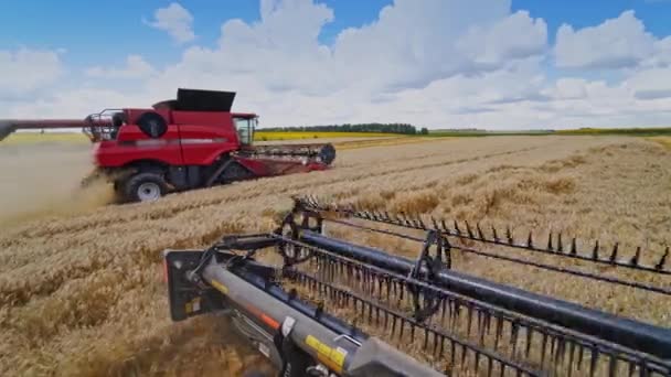 在田里收割庄稼 两个联合收割机在蓝天下收割成熟的小麦 切针的机床 从组合机查看 — 图库视频影像