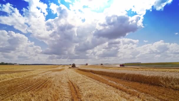 青い曇りの空の下で農業をしています イエローフィールドに熟した作物を集める機械 それに取り組んでいる分野および産業機械の美しい眺め — ストック動画