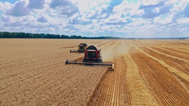 Сельскохозяйственная Техника Собирает Спелую Пшеницу Вид Спереди Двух Комбайнеров Работающих — стоковое видео