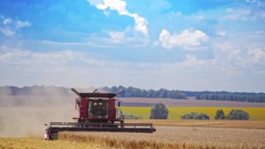 Ürün hasat sırasında tarım makinesi. Günümüz hasatçıları yazın sarı tarlaların güzel arka planında kuru buğday topluyor..
