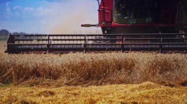 Kuru alanda hasat makinesinin bir parçası. Tarım arazilerinde olgunlaşmış buğday dalları kesme süreci. Tarım makinesi mahsul topluyor. Yakın plan..