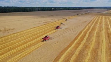 Hasat makineleriyle sarı tarlanın güzel manzarası. Birçok tarım ekinleri tarlada mahsul toplayan hasatçıları birleştirir. Hava görünümü.
