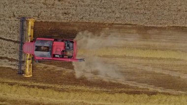 Sahadaki kırmızı birliğin üst görüntüsü. Hasat makinesi olgun buğday topluyor. Organik temiz tahıl kültürünün yetiştirilmesi. Hava görünümü.