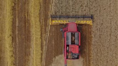 Hasat makinesi sarı alanda hareket ediyor. Kızıl tarım makinesi olgun mahsulleri topluyor. Buğday hasadı. Üst hava görüntüsü.