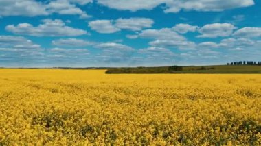 Çiftlik arazisinde çiçek sarısı. Çiftlik arazisinin üzerinden uçmak. Mavi gökyüzünün altındaki sarı tarlanın güzel manzarası. Hava görünümü.