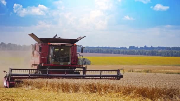 在田间作业的联合收割机上的正面视图 蓝天下金色田野背景下采摘成熟小麦的现代工业机械 — 图库视频影像