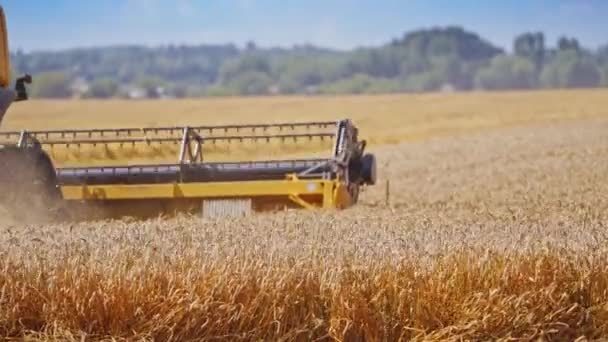 Комбайн Різання Пшениці Робить Пил Сільськогосподарське Обладнання Збирає Стислу Пшеницю — стокове відео