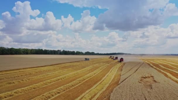 Máquinas Modernas Trabalhar Terreno Colheitadeiras Agrícolas Reunindo Colheita Madura Temporada — Vídeo de Stock