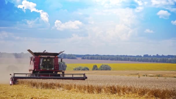 小麦联合收割的前景色 在美丽的大自然背景下 现代农业机械在金色的田野上工作 — 图库视频影像