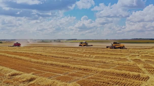 Trabalhos Agrícolas Campo Amarelo Abaixo Céu Azul Colheitadeiras Modernas Reunindo — Vídeo de Stock