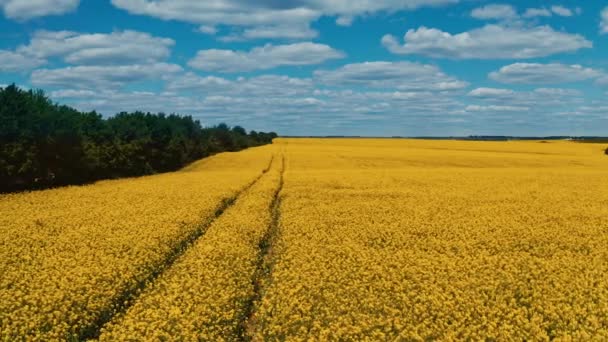 青空の下に美しい黄色いフィールド 大規模な強姦フィールド 農業風景について 空からの眺め 右にモーションカメラ — ストック動画