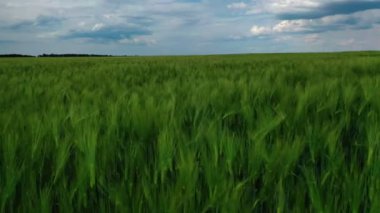 Mavi gökyüzü altında yeşil doğa. Baharda tarım arazisi. Büyüyen yeşil bitkilerin güzel arka planı. Hareket kamerası sola.