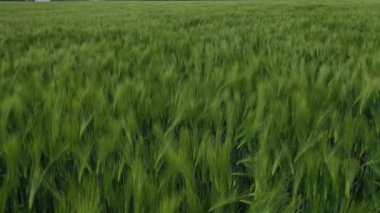 Yeşil alan arka planı. Kırsaldaki tarlalarda yetişen organik bitkiler. Baharda doğa. Yeni tarlanın üzerinden uçmak. Hava görünümü.