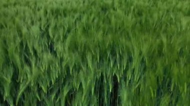 Gelişen tarım bitkileri arka planı. Rüzgarda sallanan yeşil kazıklar. Çayırda taze yeşil çimenler. Baharda tarım.