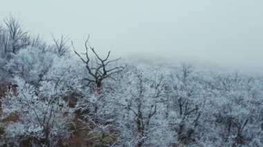 Kışın beyaz ormanın doğal manzarası. Ormanda karla kaplı güzel ağaçlar. Karlı ağaçların tepesinden bak. Yavaş çekim.