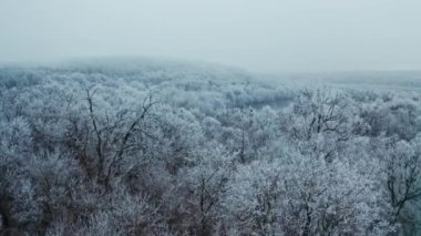 Kışın doğa. Buz tutmuş beyaz ağaçlar. Kış mevsiminde doğanın panoramik manzarası. Ormandaki güzel nehir. Hava görünümü.