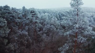 Kışın orman. Karlı manzaranın nefes kesici manzarası. Ağaçların tepeleri kırağı kaplamıştı. Beyaz ağaçların üzerinde uçmak. Hava görünümü.