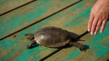 El kaplumbağayı bir köprüye bırakır. Kaplumbağa, güneşli bir günde eski ahşap köprüde denize doğru yürüyor. Yakın plan..