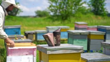 Arı çiftliğindeki Apiculturist. Arı yetiştiricisi doğadaki arı kovanını inceliyor. Arıları dumanla sakinleştirmek için arı kovanındaki arı bacası. Arılar arılar üzerinde uçar.