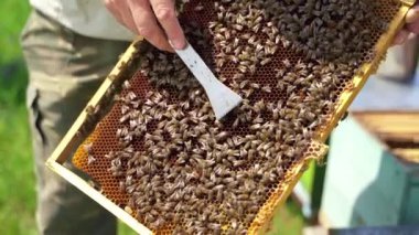 Bal üreten arılar. Arılı bal peteği. Arıcı 'nın elleri arı ve bal dolu çerçeveyi arı kovanında tutuyor. Yakın plan..