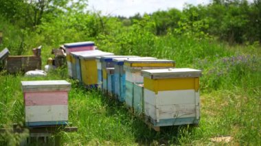 Doğada arı kovanları. Arılar polenleri toplar ve kovana taşırlar. Yaz günü arı kovanında çok kovan olur. Arıcılık konsepti.